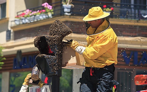 Recuperación y conservación de enjambres urbanos de abejas